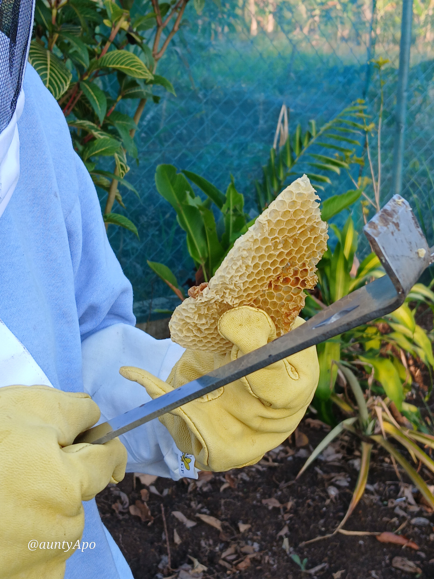 Fresh natural honeycomb harvested from the hive
