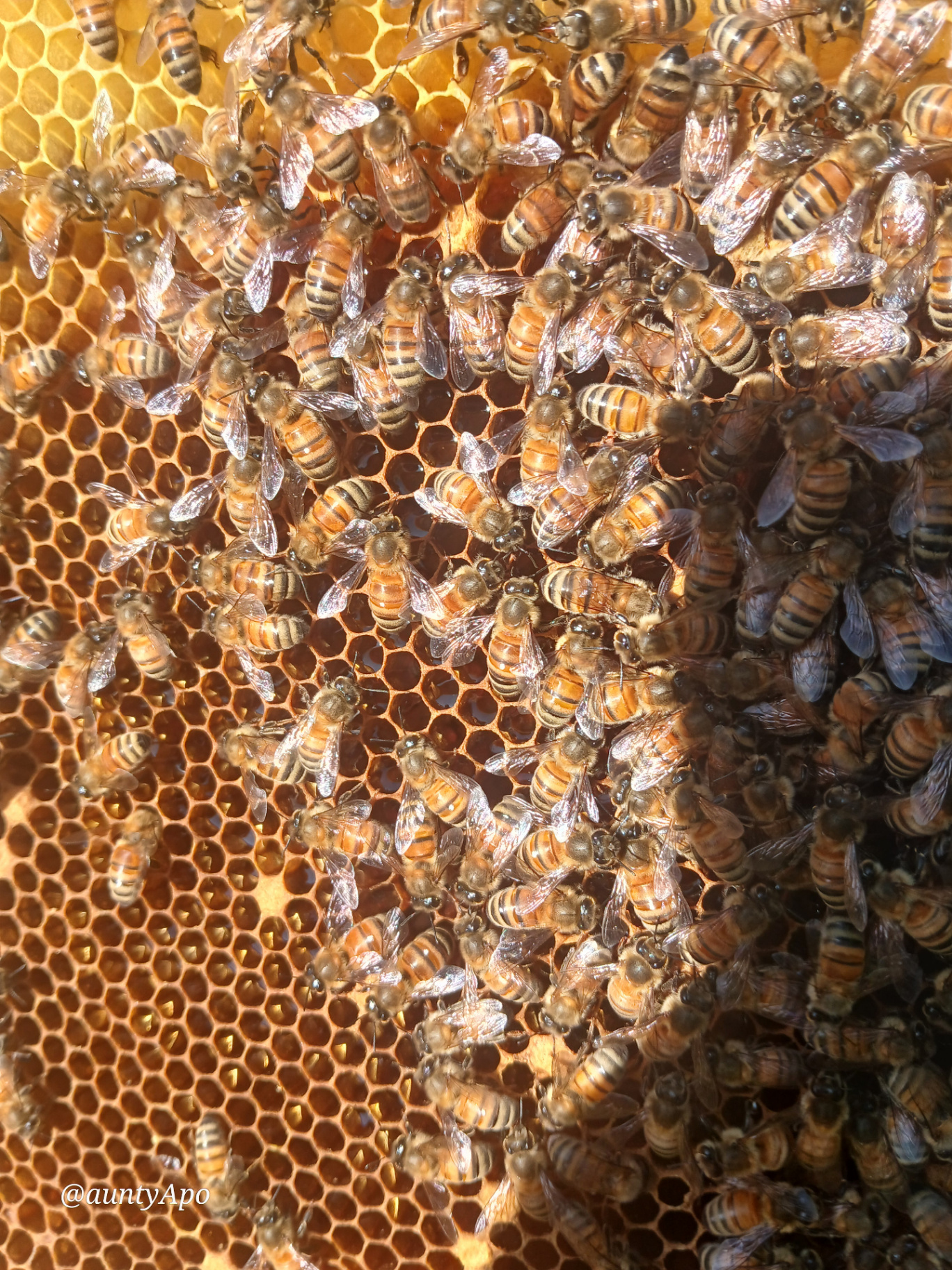 Close-up of bees at work on a honeycomb frame