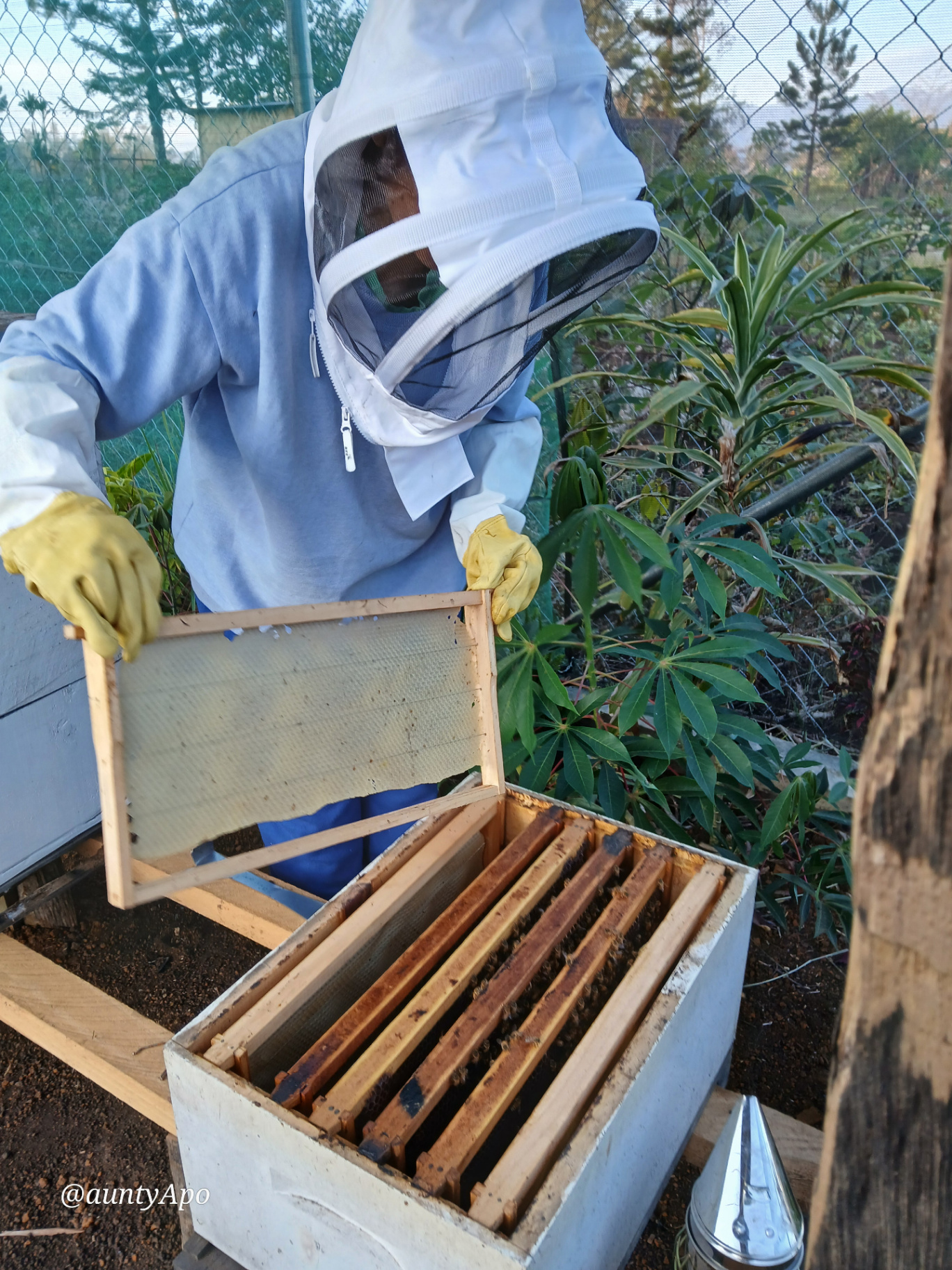 Local beekeeper inspecting a hive frame in Goroka